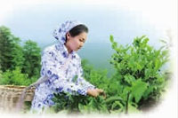 GA黄金甲,油茶莳植生产加工销售,植物油莳植生产加工销售