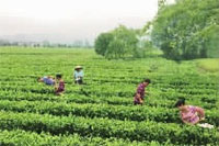 GA黄金甲,油茶莳植生产加工销售,植物油莳植生产加工销售