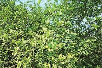 GA黄金甲,油茶莳植生产加工销售,植物油莳植生产加工销售