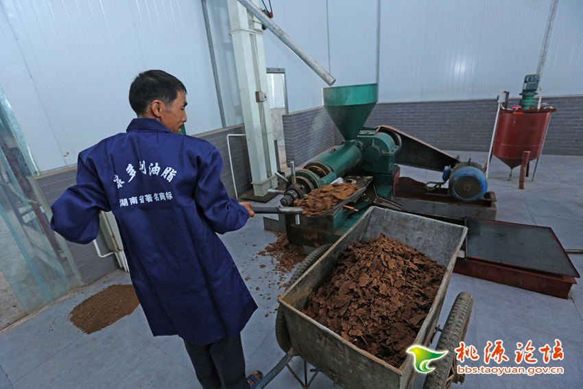 GA黄金甲,油茶莳植生产加工销售,植物油莳植生产加工销售