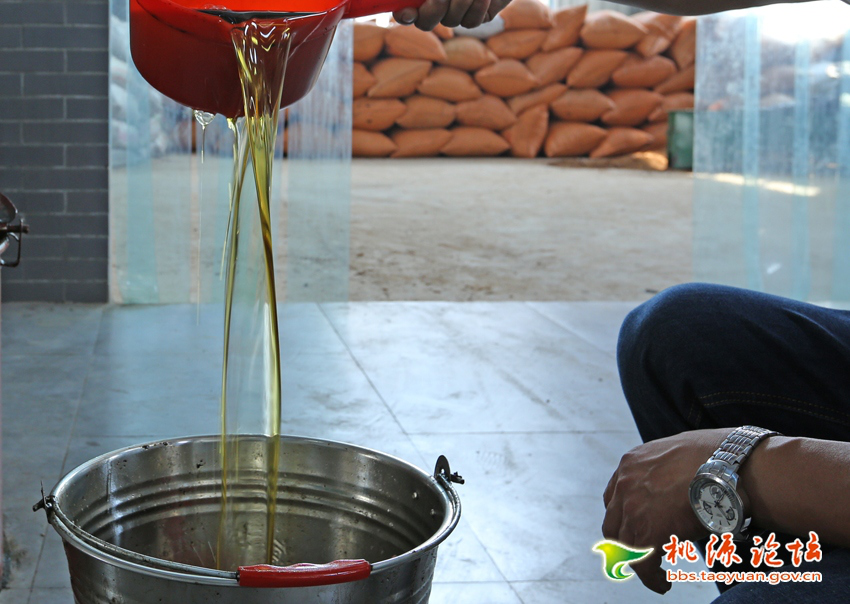 GA黄金甲,油茶莳植生产加工销售,植物油莳植生产加工销售