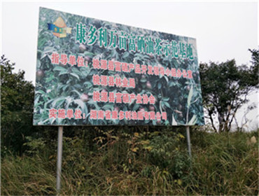 GA黄金甲,油茶莳植生产加工销售,植物油莳植生产加工销售