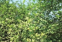 GA黄金甲,油茶莳植生产加工销售,植物油莳植生产加工销售